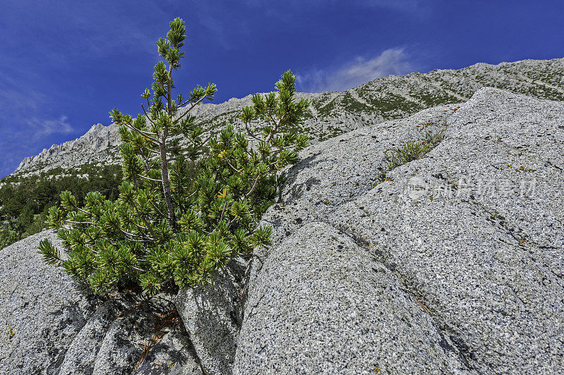 白松(Pinus albicaulis)常见于美国西部和加拿大山区，特别是内华达山脉的亚高山地区，有许多常见的名字，包括白皮松、白松、沥青松、灌木松和匍匐松。岩石溪基于“增大化现实”技术